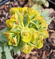 Euphorbia myrsinites 